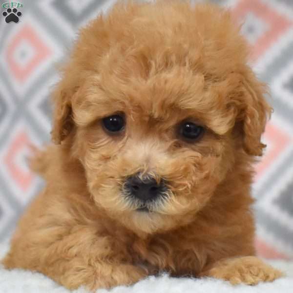 Peaches, Bich-Poo Puppy